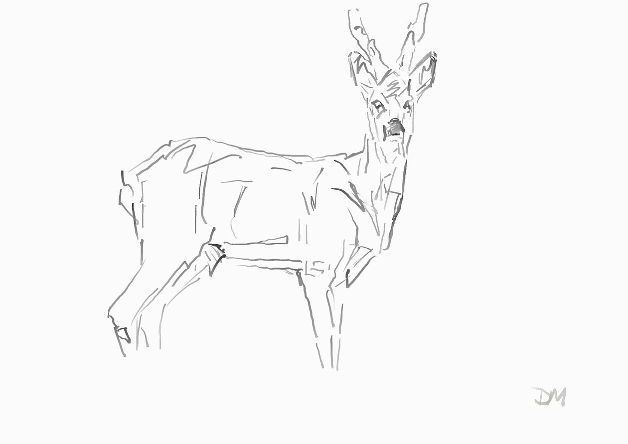 Roe Buck by David Mayer