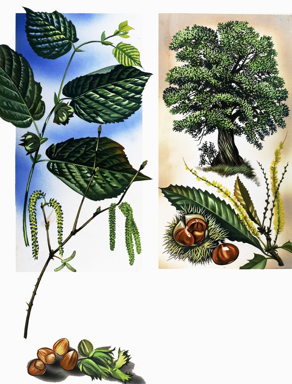 All Sorts of Nuts: Hazel Nuts & Sweet Chestnuts by David Pratt