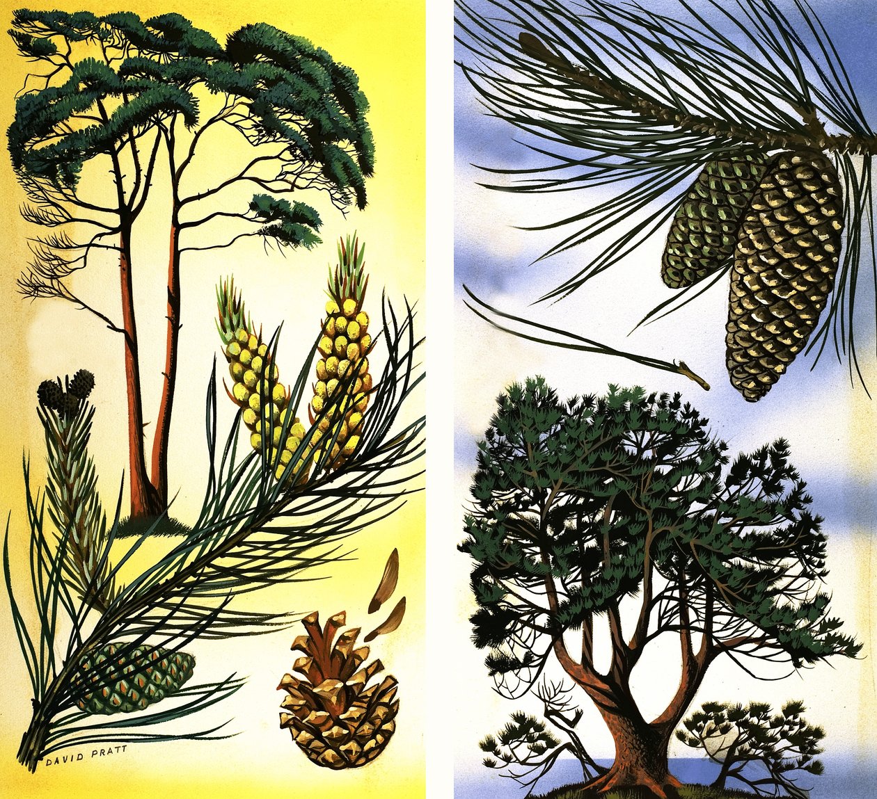 All Sorts of Pine and Fir Trees: Scots Pine & Maritime Pine by David Pratt