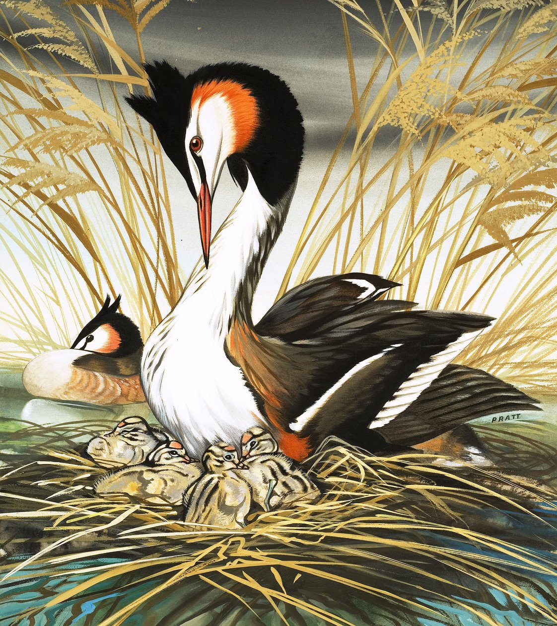 Great Crested Grebe, illustration from 