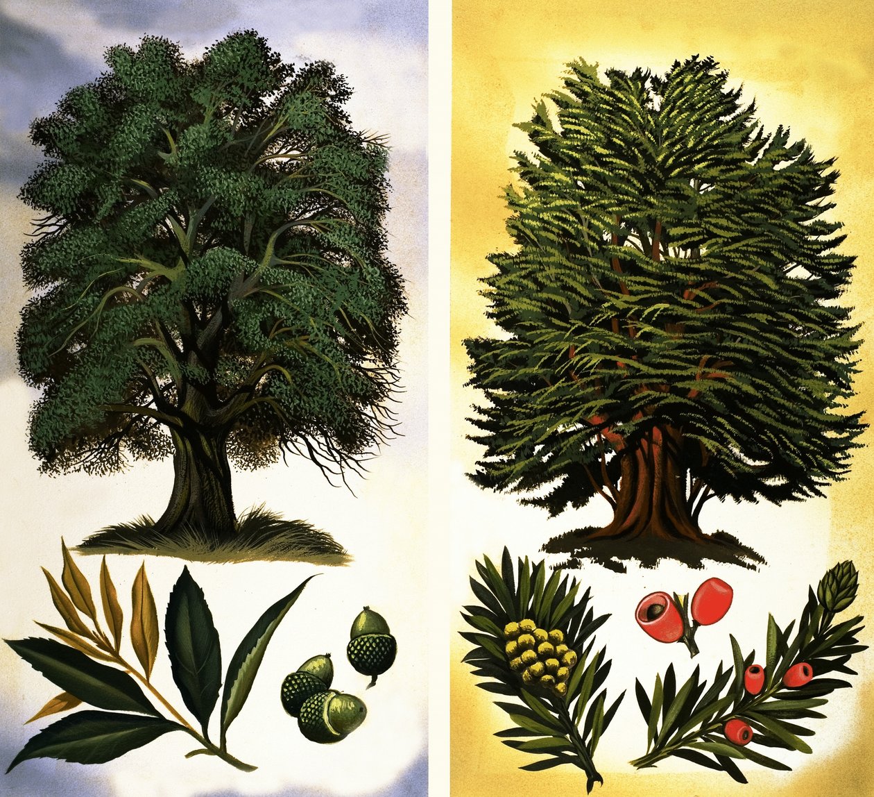 Trees You Can See: Holm Oak & Yew by David Pratt