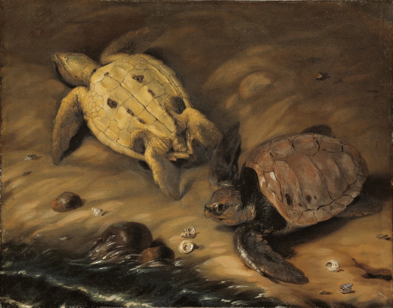 Turtle by David von Krafft