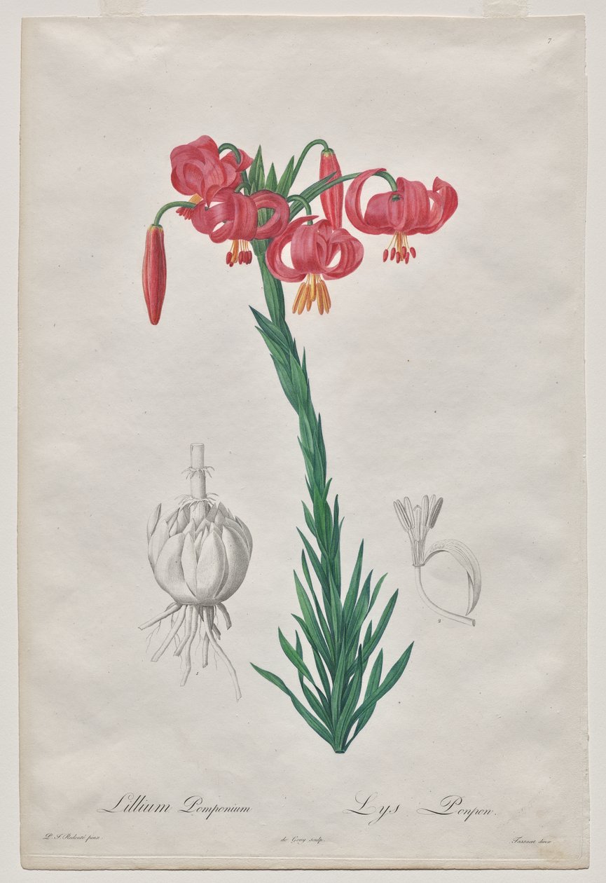 Lillium Pomponium (Turban Lily), plate 7 from Les Liliacées by De Gouy