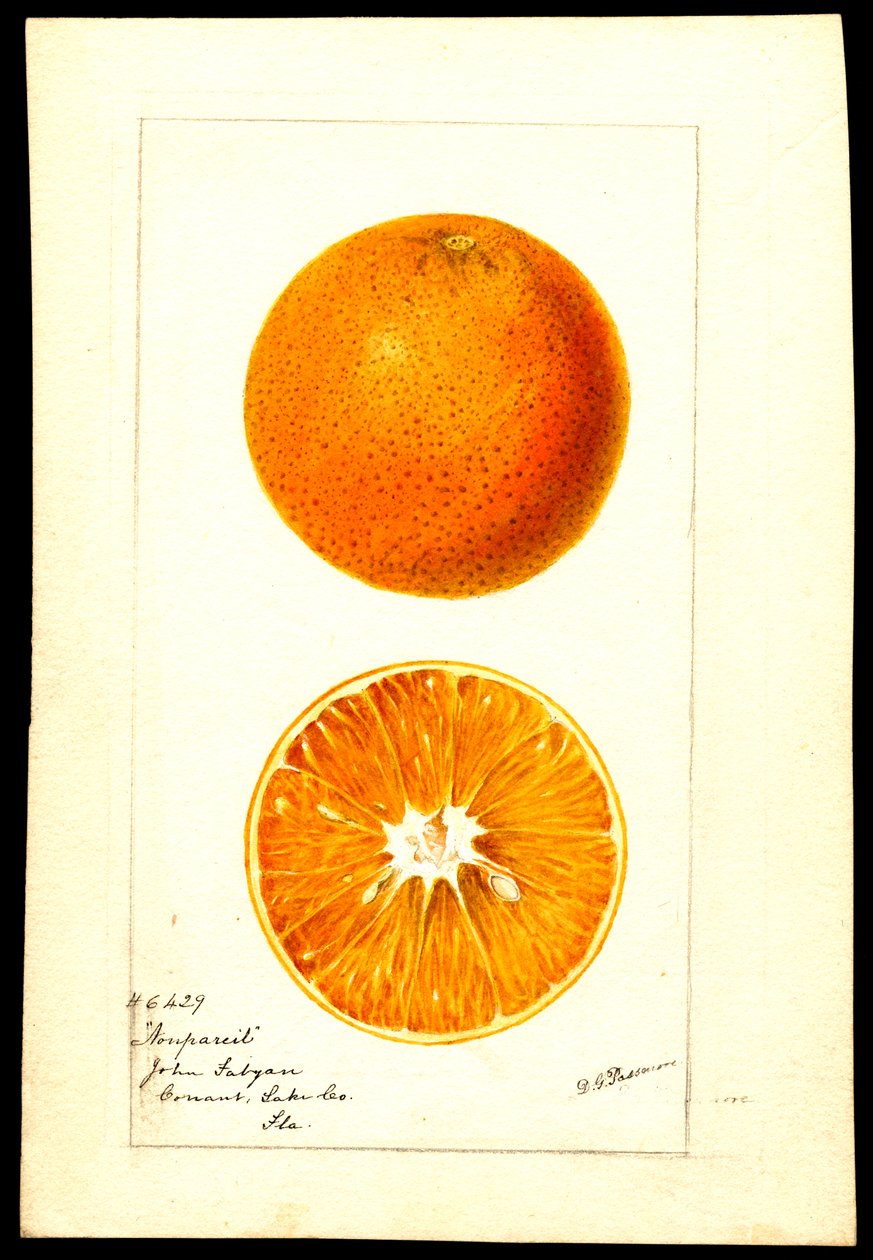 Oranges. Citrus sinensis: Nonpareil by Deborah Griscom Passmore