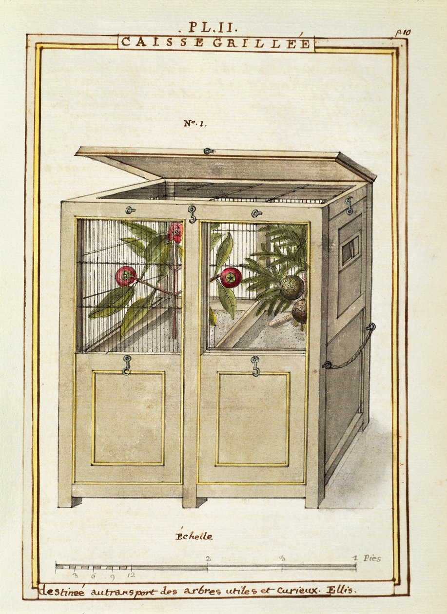 Chest for plant transport, watercolour by Delahaye by Delahaye Delahaye