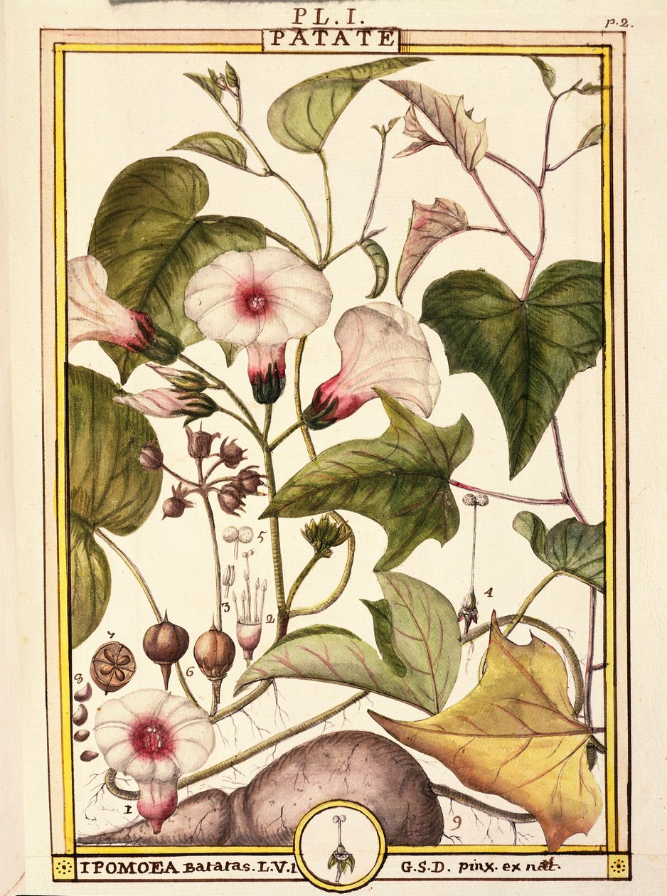 Sweet Potato (Ipomea batatas) by Delahaye Delahaye
