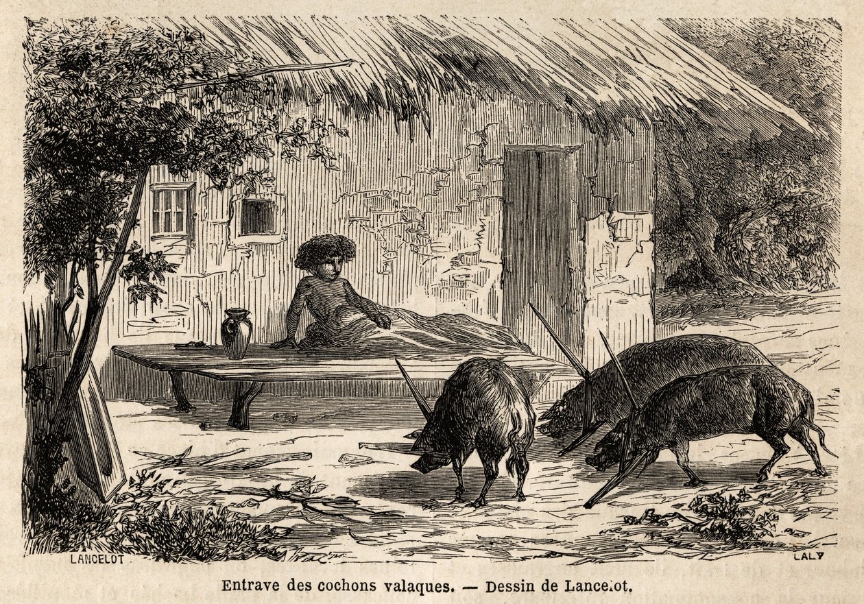 Obstructions of the anterieties, thus immobilized, of valaque pigs, in Romania. Engraving to illustrate the voyage from Paris to Bucharest, by Lancelot, draftsman, in 1860, published in Le tour du monde, nouveau journal des voyages, under the direction of  by Dieudonne Auguste Lancelot
