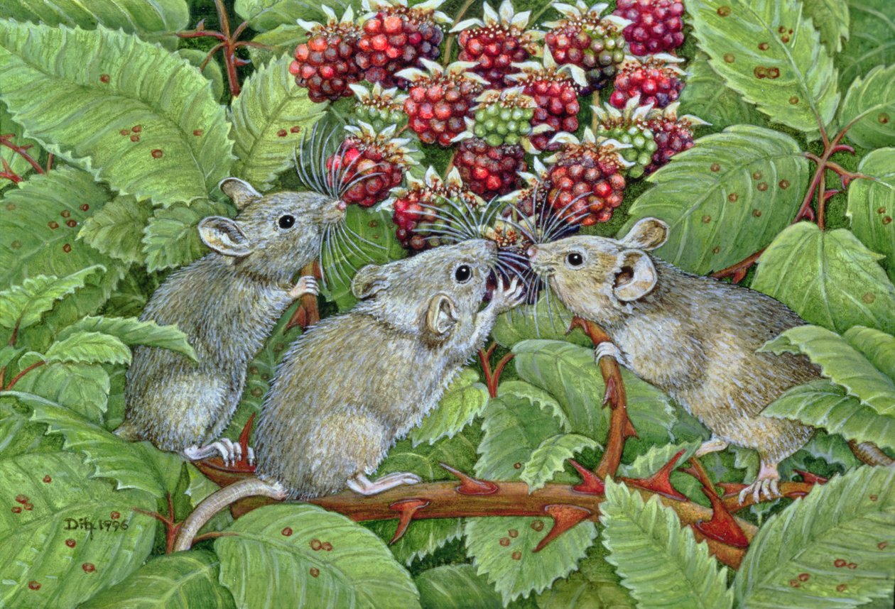 Blackberrying, 1996 by Ditz