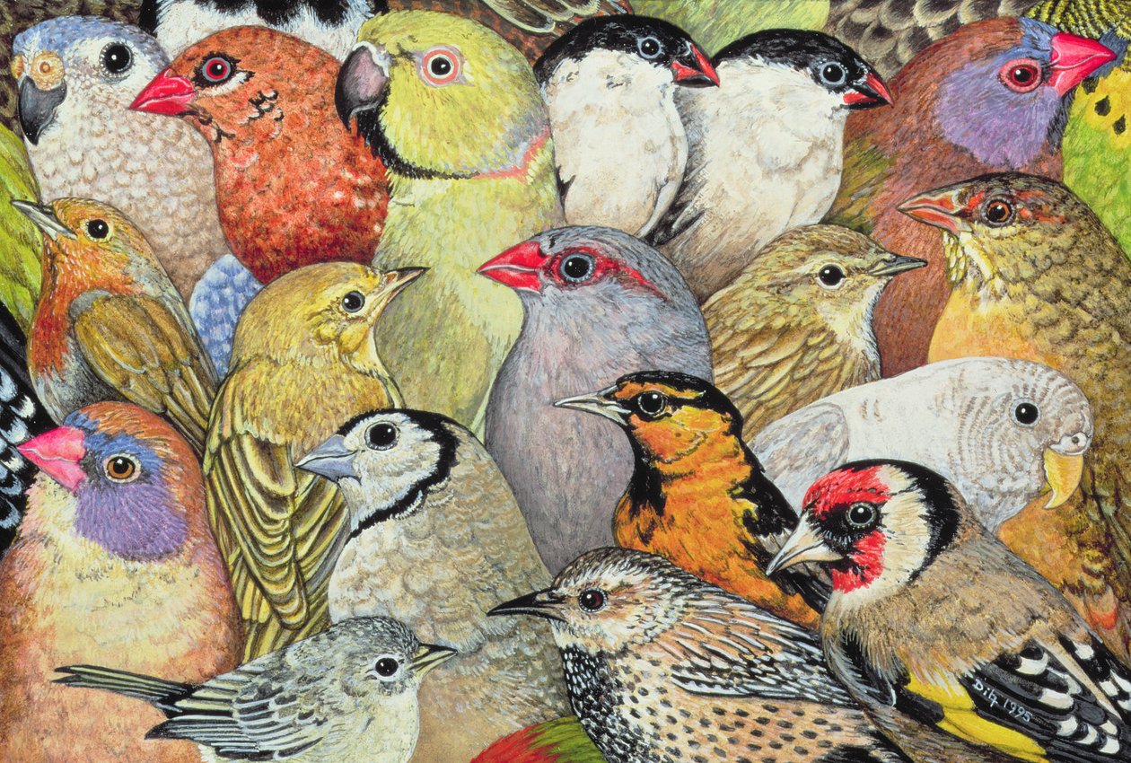 Patchwork-Birds by Ditz