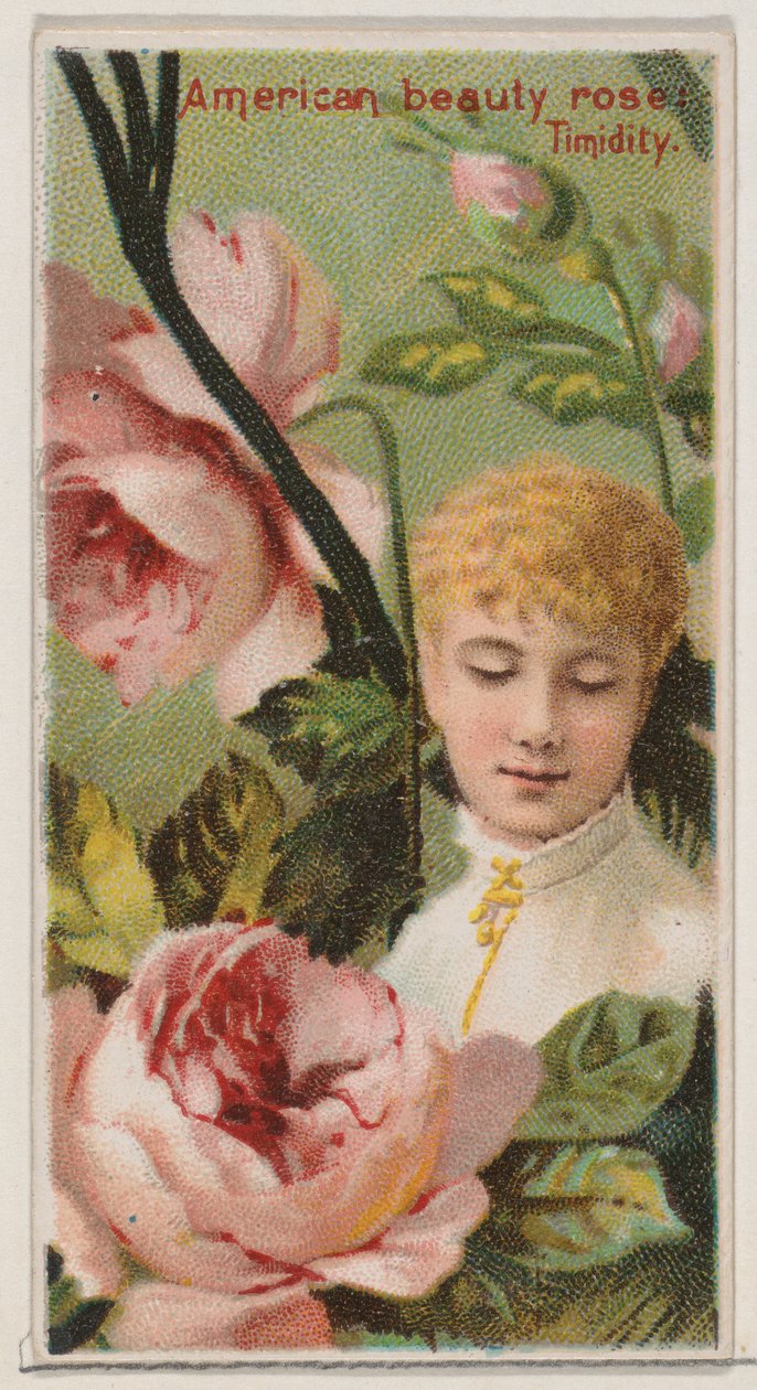 American Beauty Rose: Timidity, from the series Floral Beauties and Language of Flowers by Donaldson Brothers