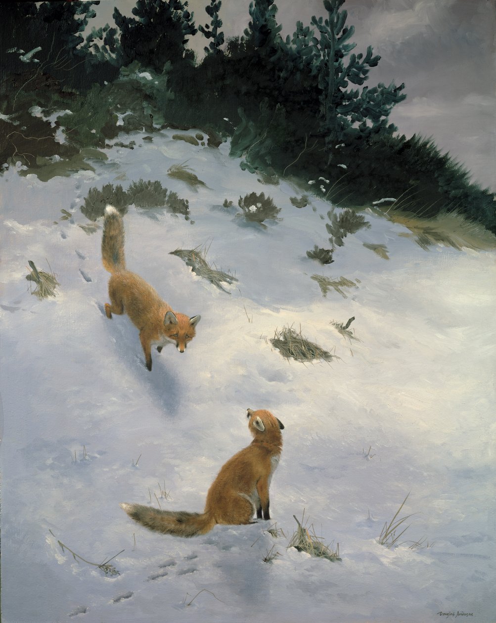 Love at First Sight, Foxes in the Snow by Douglas Anderson