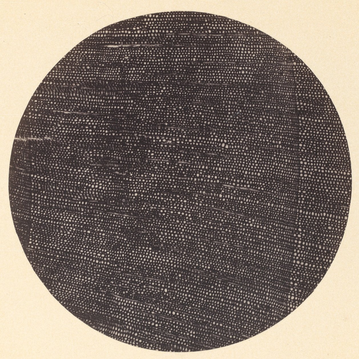 Microphotograph of Traverse Section of Wood (Salisburia) by Dr. Arthur Durham