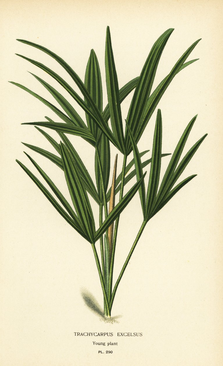 Broadleaf lady palm or bamboo palm, Rhapis excelsa (Trachycarpus excelsus). Chromolithograph from an illustration by Desire Bois from Edward Step
