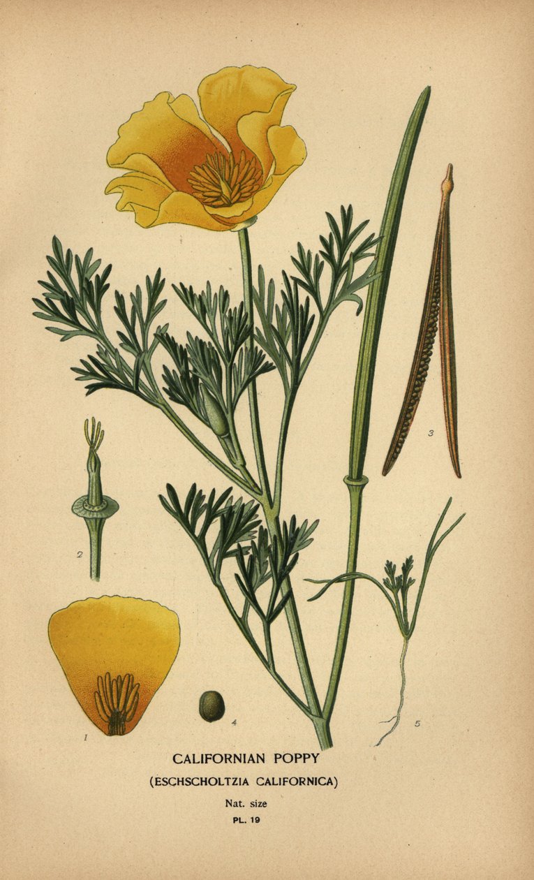 Eschscholzia californica discount