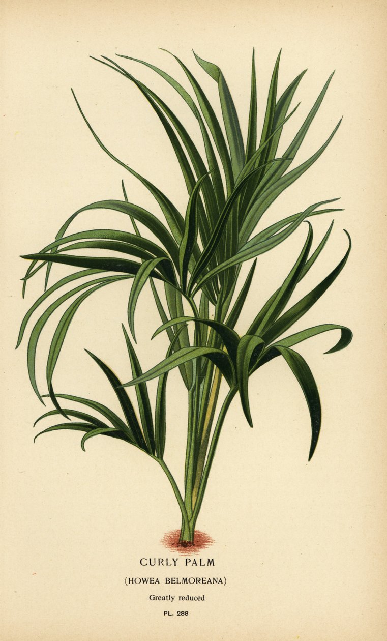 Curly palm, Howea belmoreana. Vulnerable. Chromolithograph from an illustration by Desire Bois from Edward Step’s Favourite Flowers of Garden and Greenhouse, Frederick Warne, London by Désiré Georges Jean Marie Bois