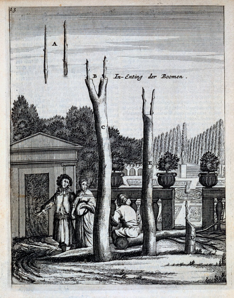 Lime and Orange Trees, from De Nederlandze Hesperides by Jan Commelin, published 1676 by Dutch School