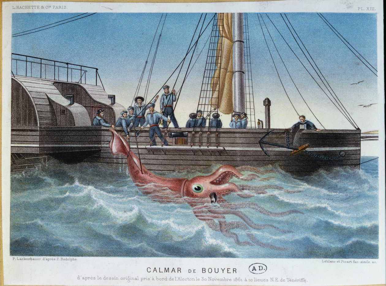 The Giant Squid Caught by the Alecton off the Coast of Tenerife, 30th November 1861, engraved by Leblanc & Picart by E. Rodolphe
