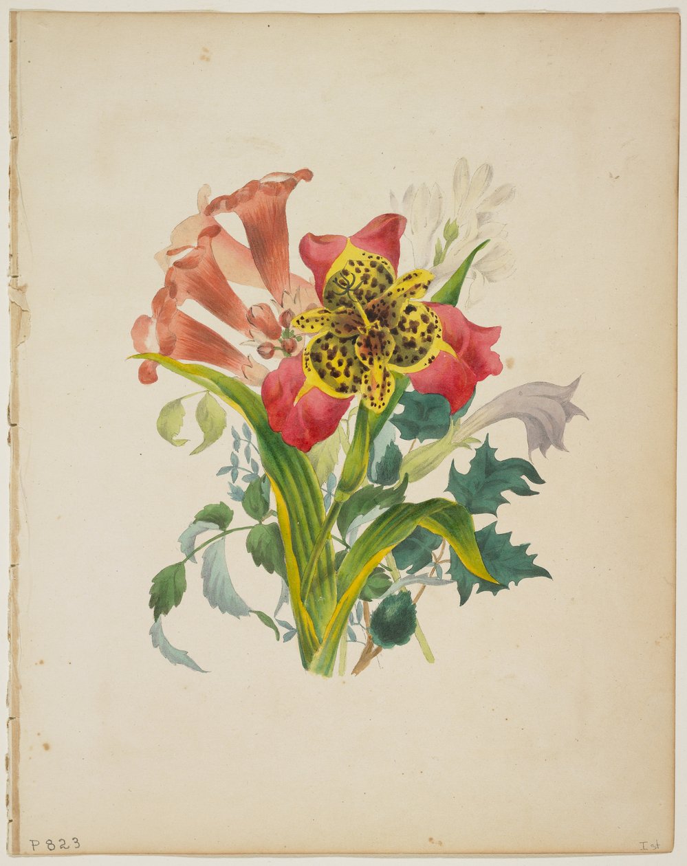 Bouquet of Trumpet Vine, from Flora