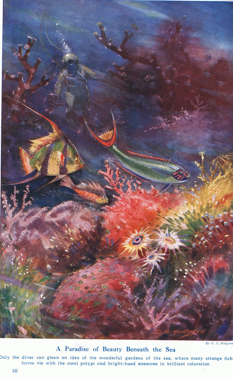 A Paradise of Beauty Beneath the Sea, Illustration from 