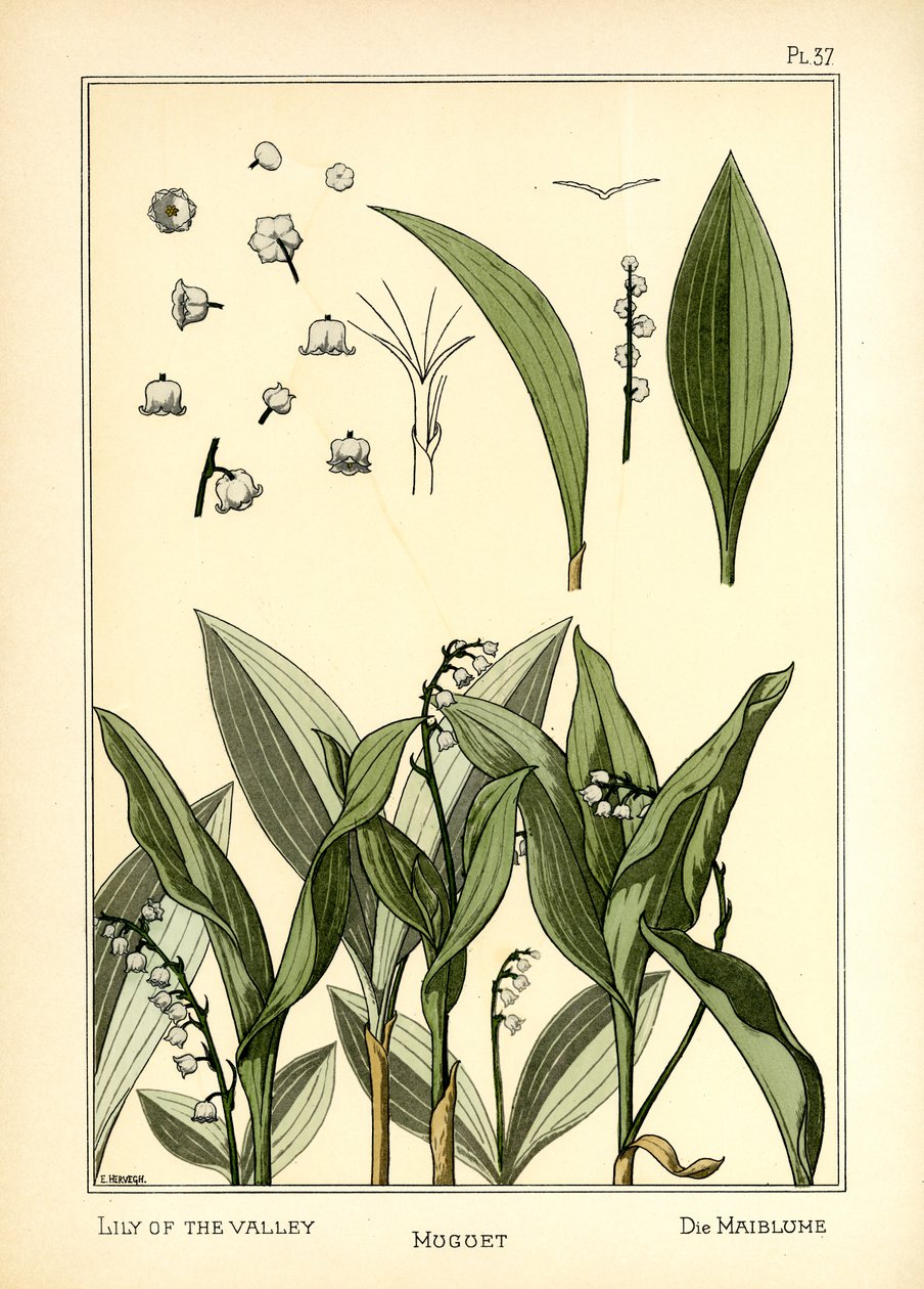 The Lily of the Valley by E. Hervegh
