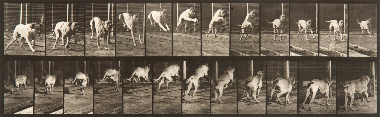 Animal Locomotion, Plate 712 by Eadweard Muybridge