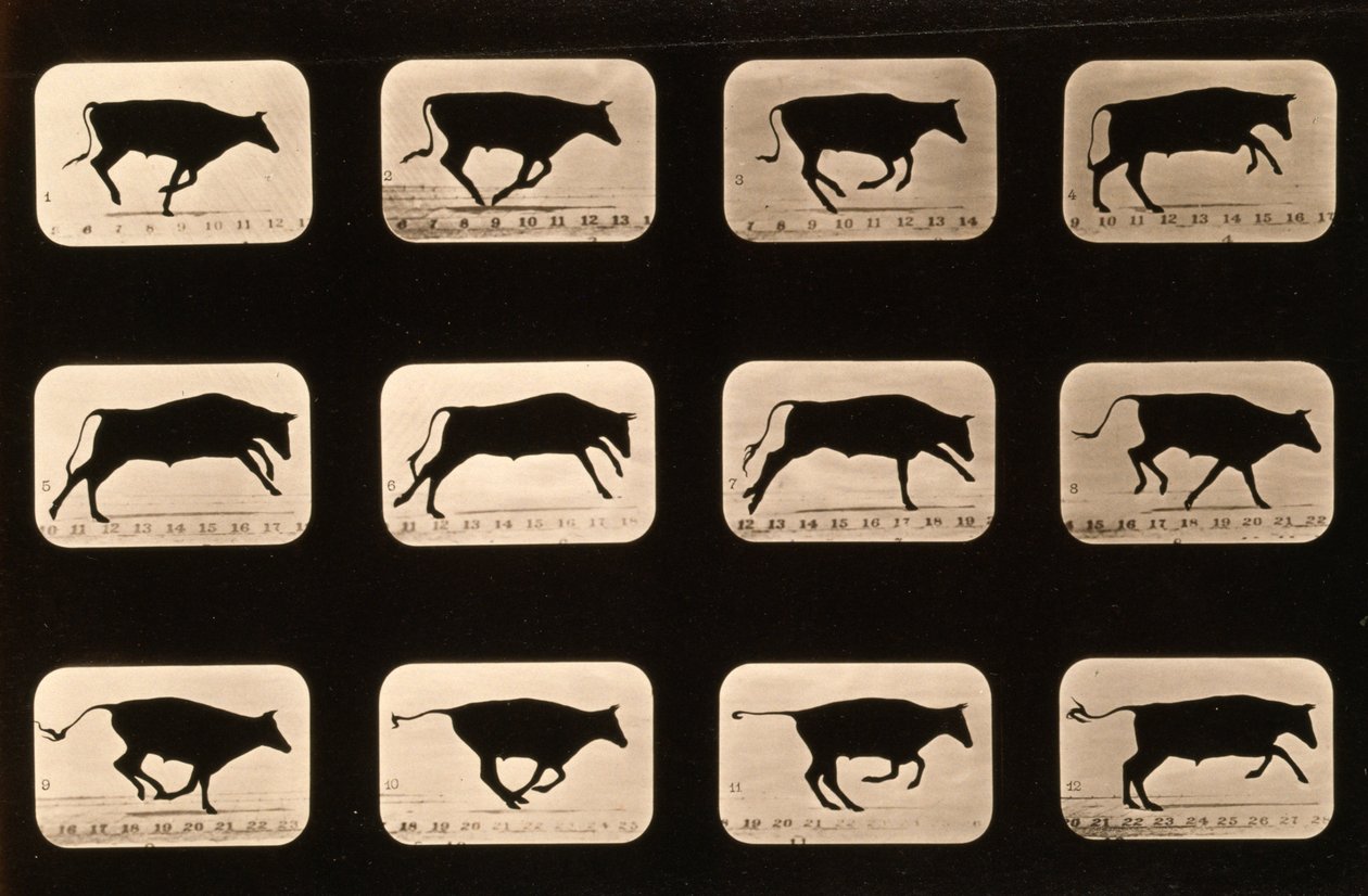 Bull, Running, Irregular from 