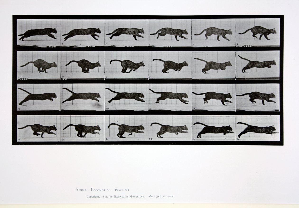 Cat running, plate 720 from 