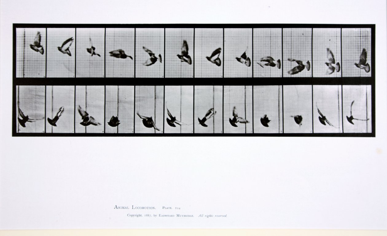 Flying bird, plate 756 from 