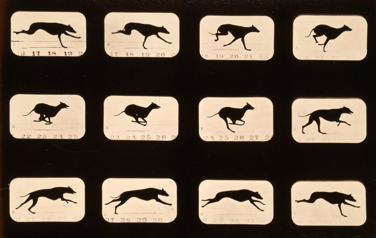 Greyhound, running 