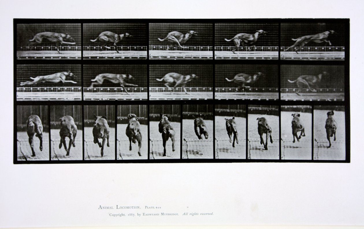Greyhound running, plate 708 from 