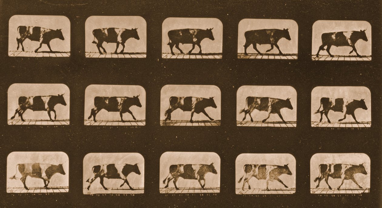 Image sequence of an Ox running, 