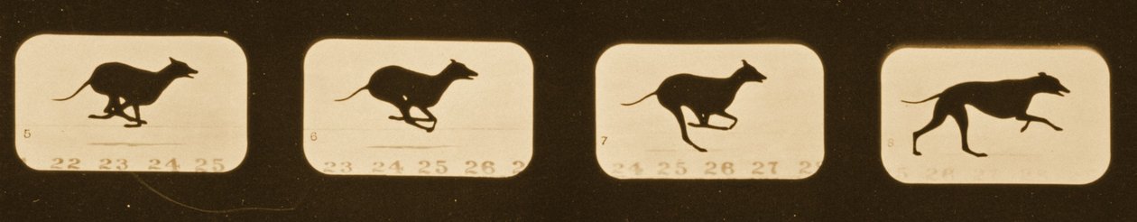 Image Sequence of Running Greyhounds, 