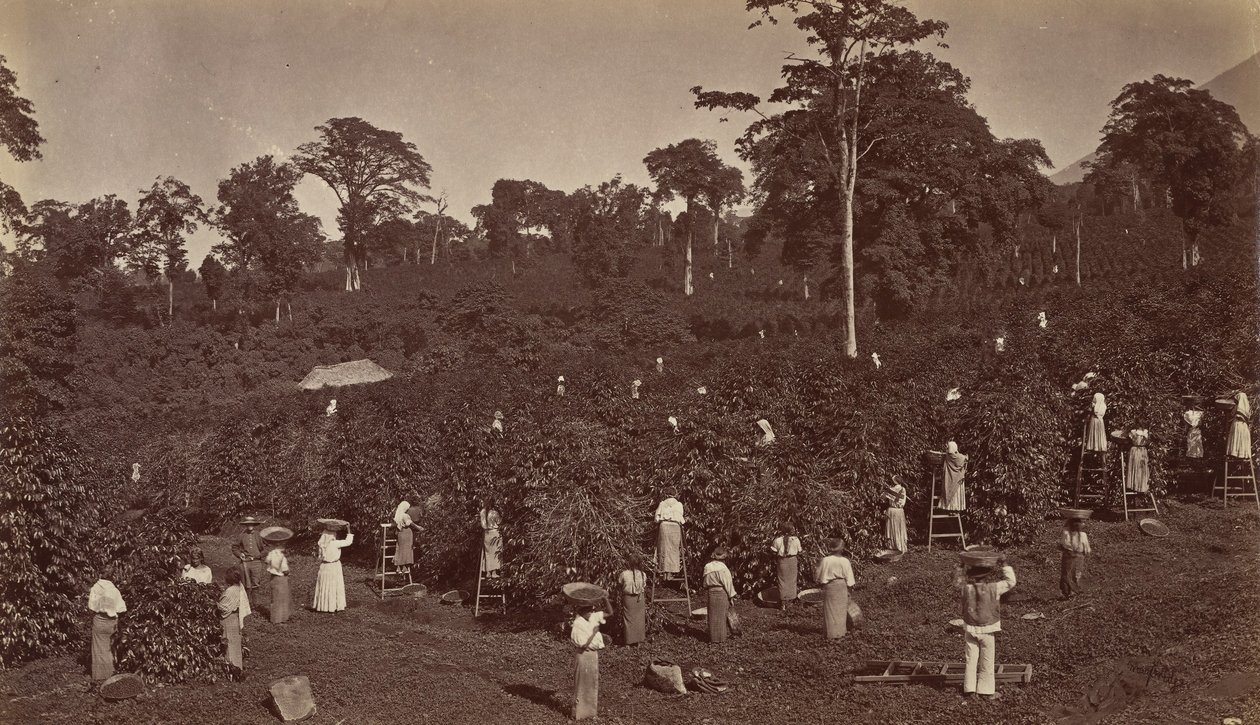 Coffee Harvesting, Las Nubes-Guatemala, 1875 by Eadweard Muybridge