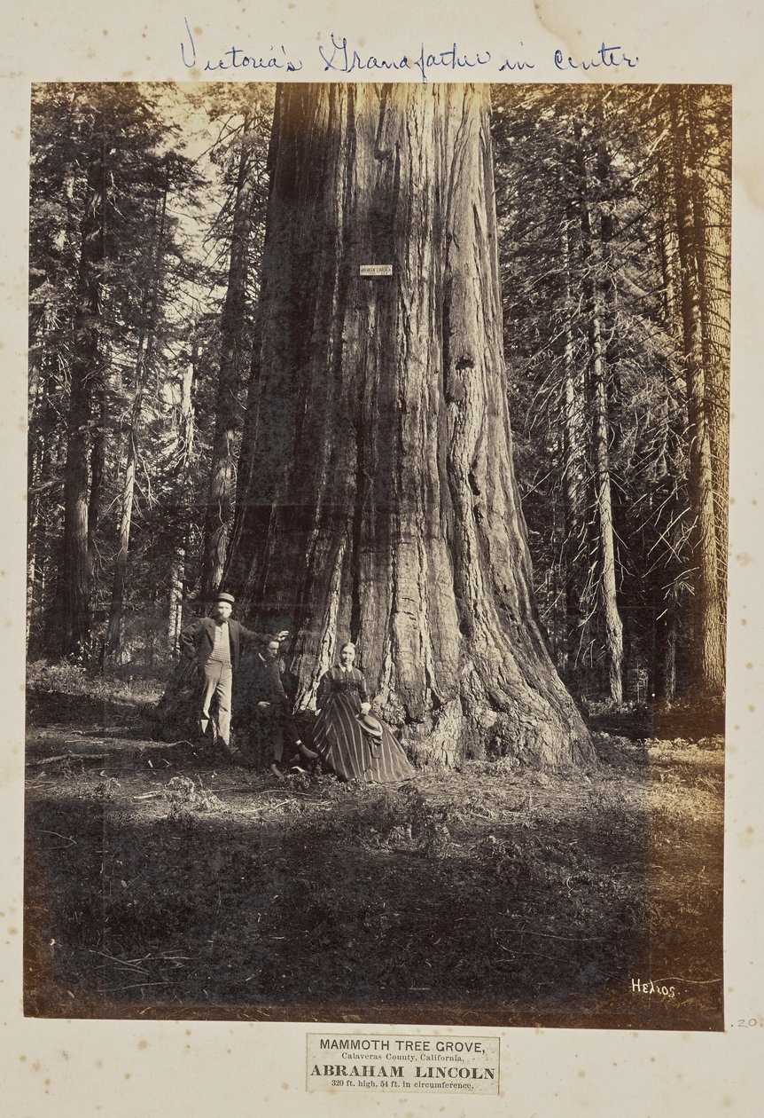 Mammoth Tree Grove, Calaveras County, California. Abraham Lincoln. 320 Feet High, 54 Feet in Circumference by Eadweard J. Muybridge
