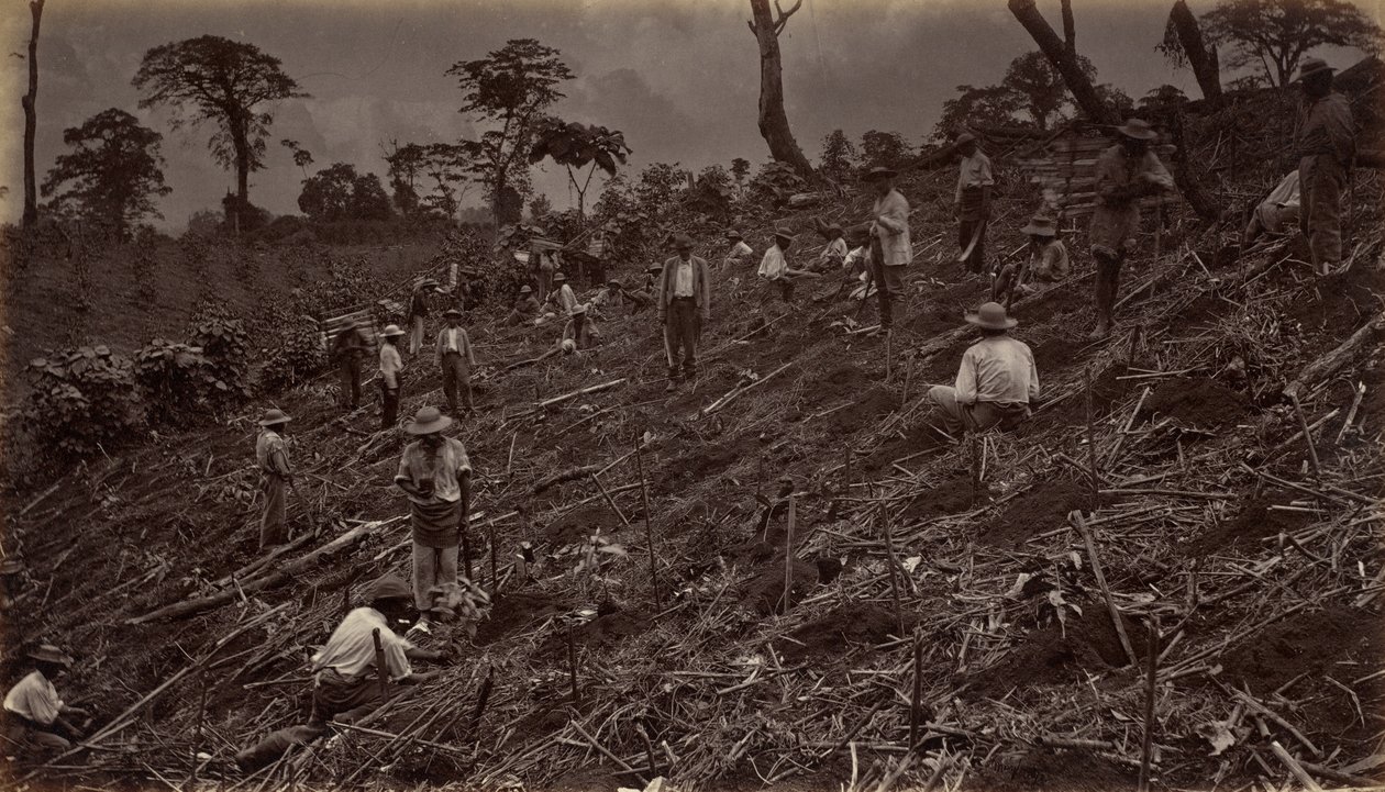 Setting out a Coffee Plantation at Antigua de Guatemala by Eadweard Muybridge