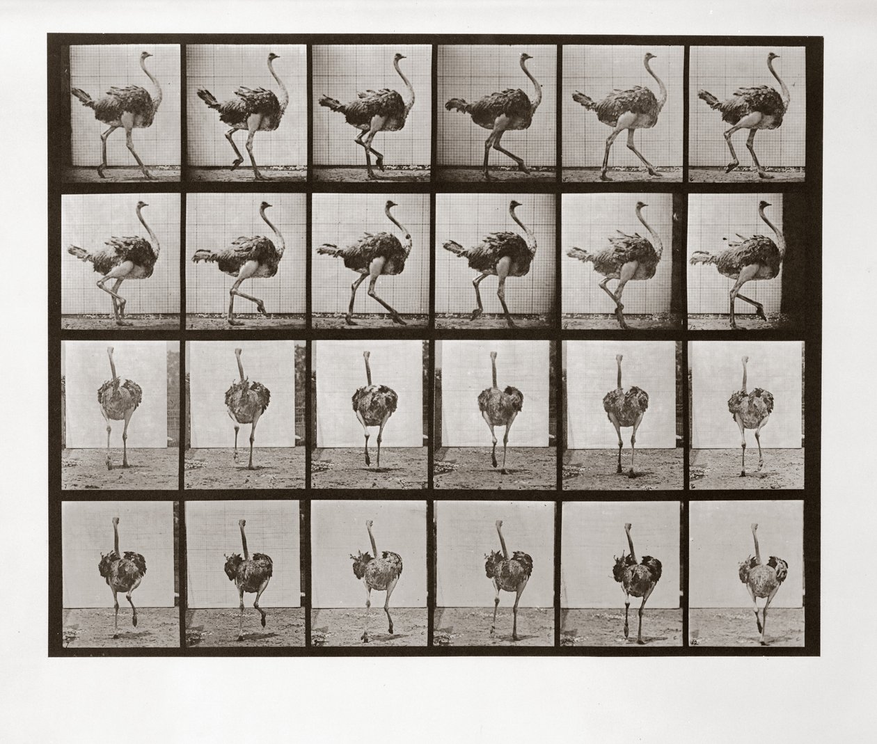 Ostrich Running, Plate 772 from Animal Locomotion by Eadweard Muybridge