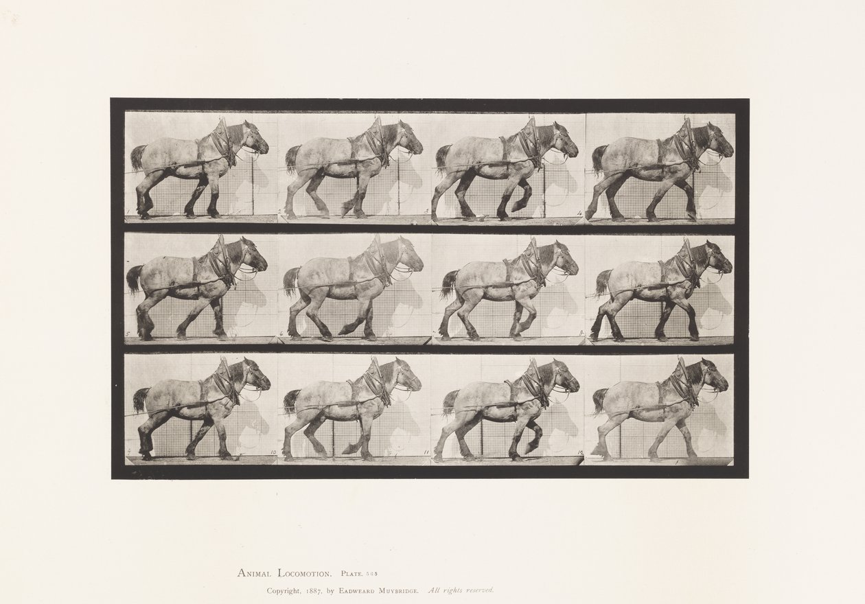 Plate 565. Hauling; Dark-Gray Belgian Horse Dusel by Eadweard Muybridge