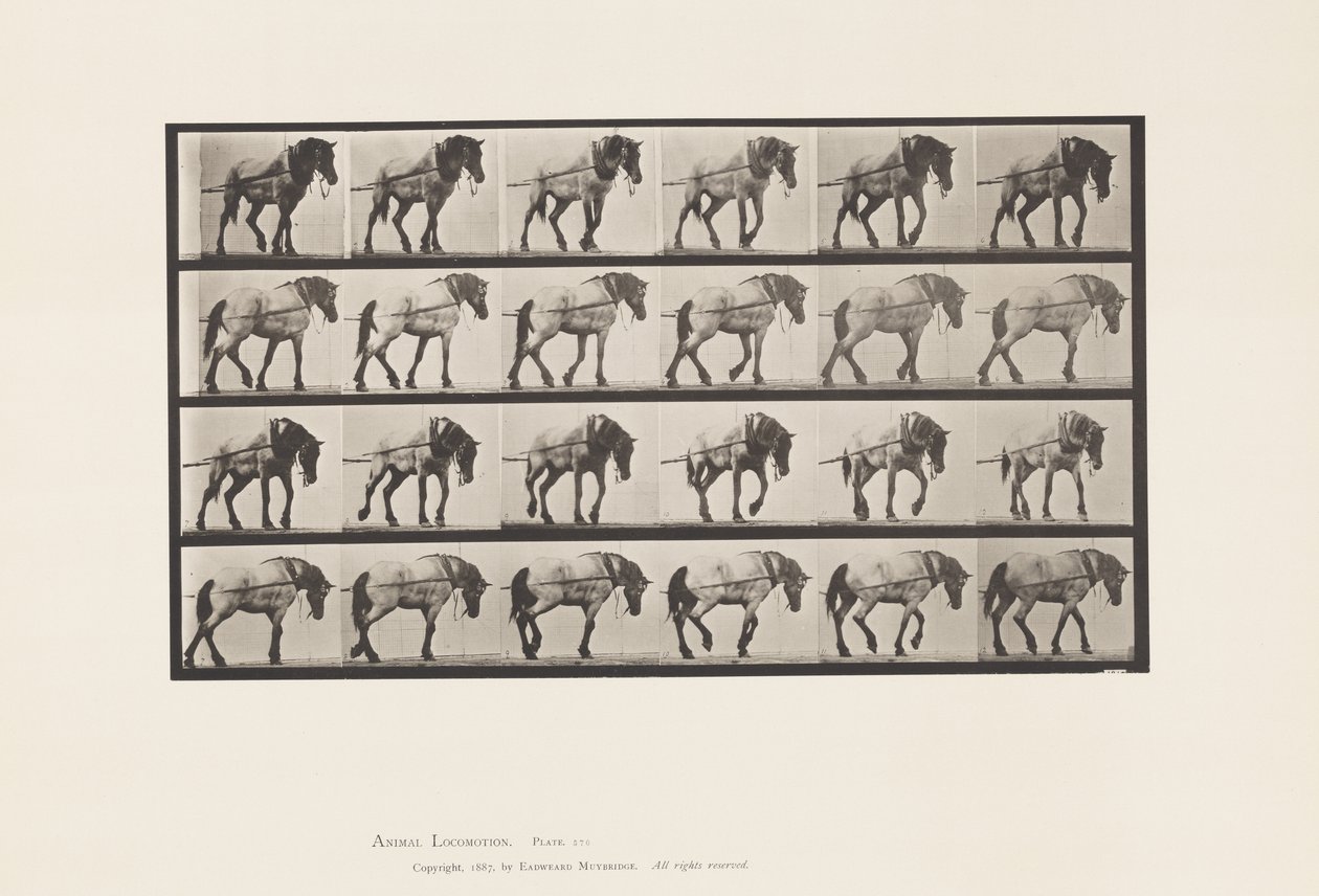 Hauling; Dark-Gray Belgian Horse Hansel, 1885 by Eadweard Muybridge