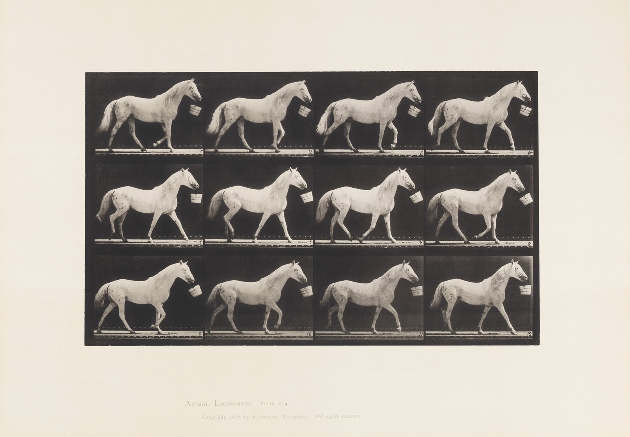 Plate 650. Walking with a Bucket in Mouth; Light Gray Horse by Eadweard Muybridge
