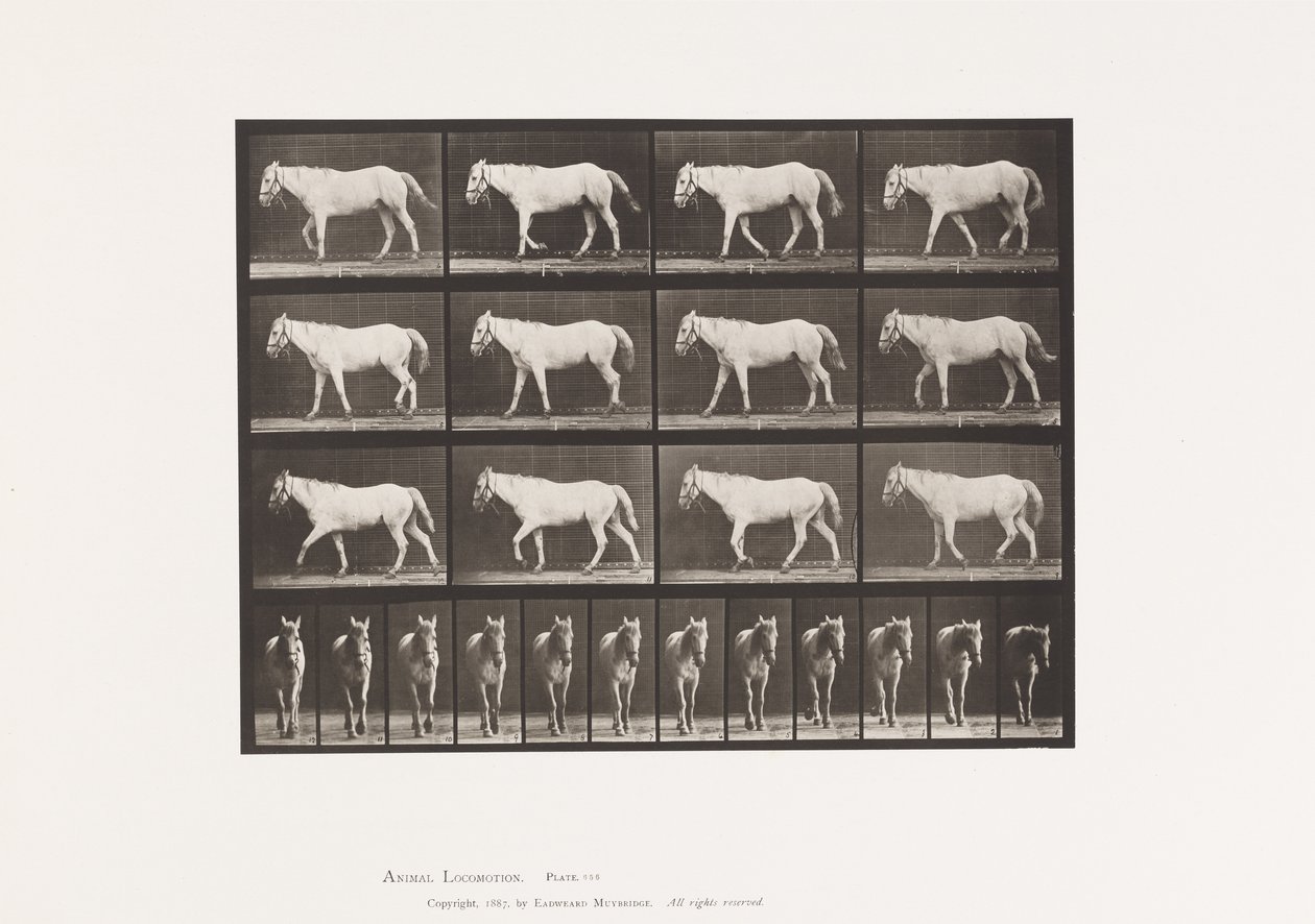Walking; Free; Ossification of Cartilage by Eadweard Muybridge