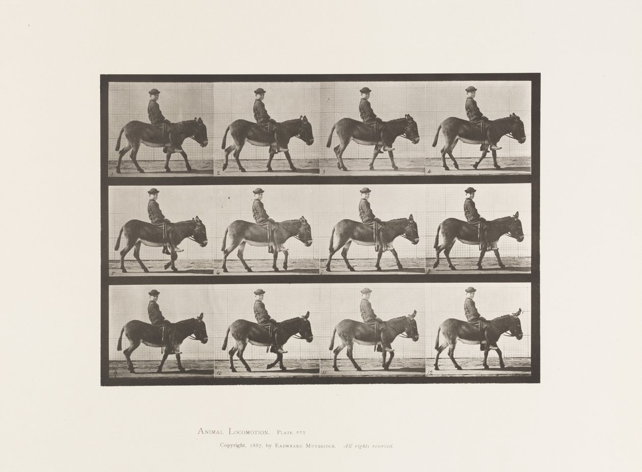 Plate 665. Ass; Walking; Bareback; a Boy Riding, Jennie by Eadweard Muybridge