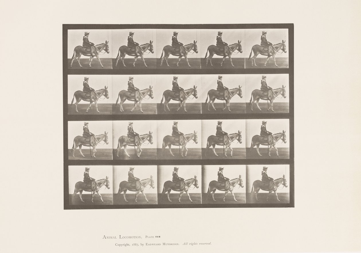 Plate 666. Ass; Walking; Saddle; A Girl Riding, Zoo by Eadweard Muybridge