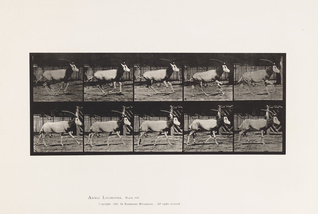 Plate 680. Oryx; Galloping by Eadweard Muybridge