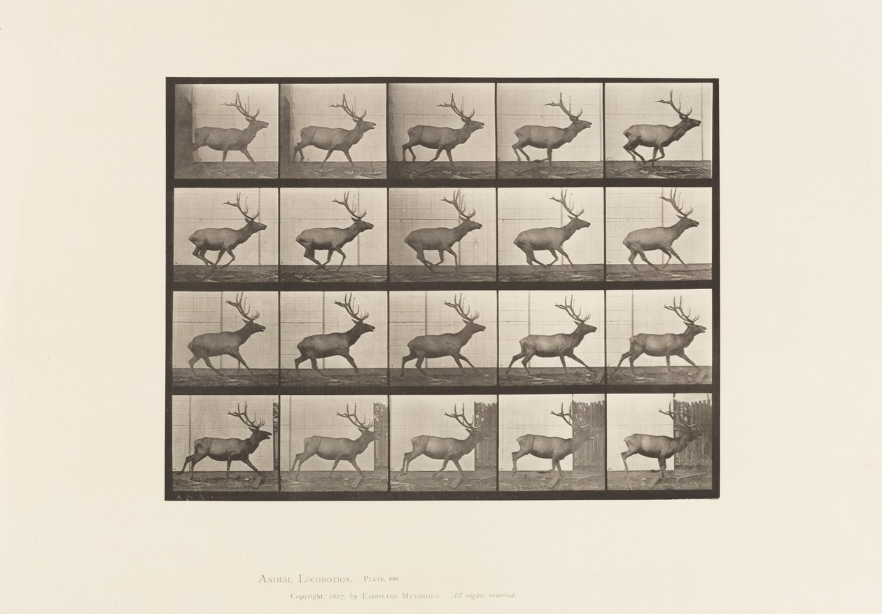 Elk, Galloping (Plate 693) by Eadweard Muybridge