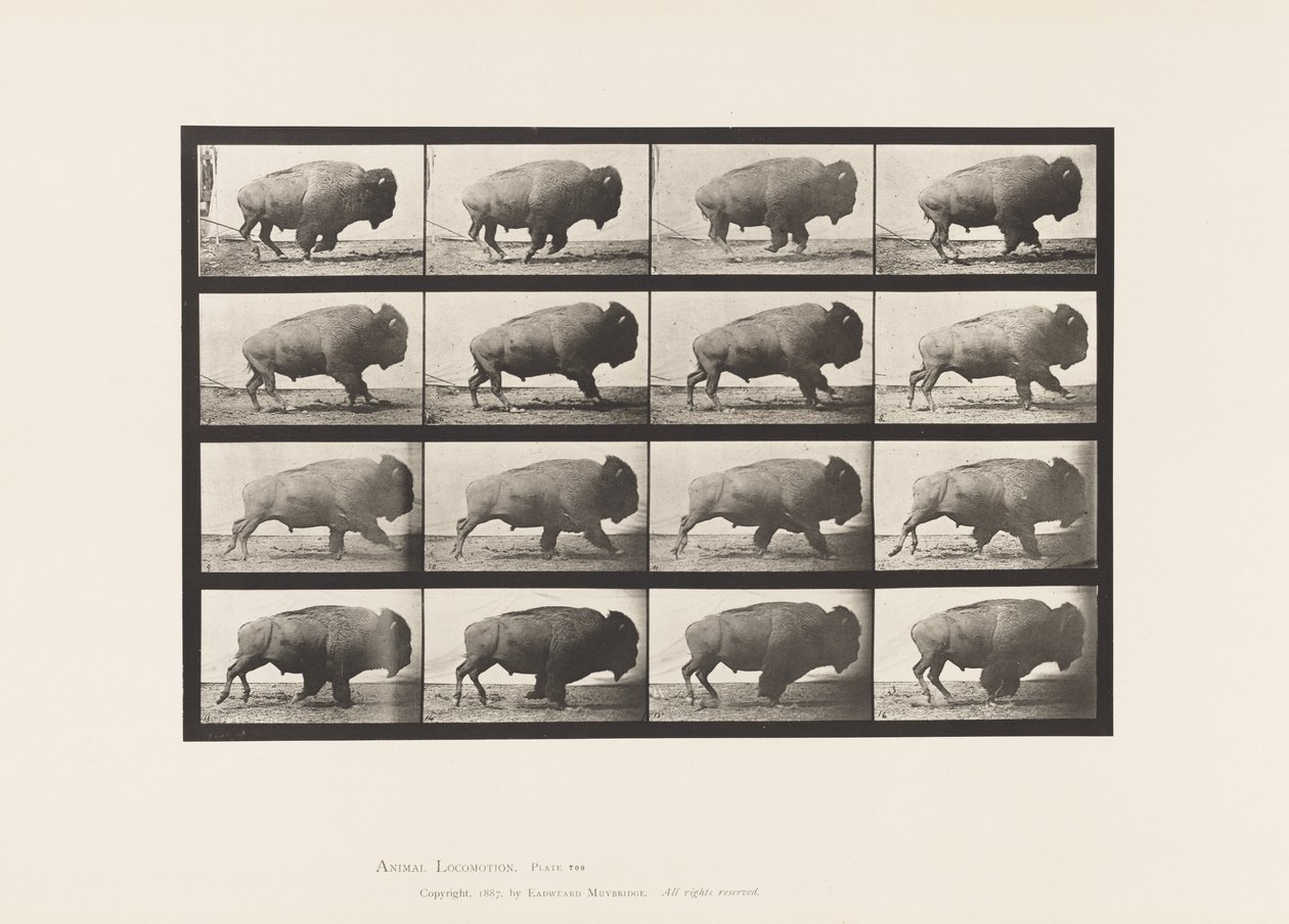 Plate 700. Buffalo; Galloping by Eadweard Muybridge