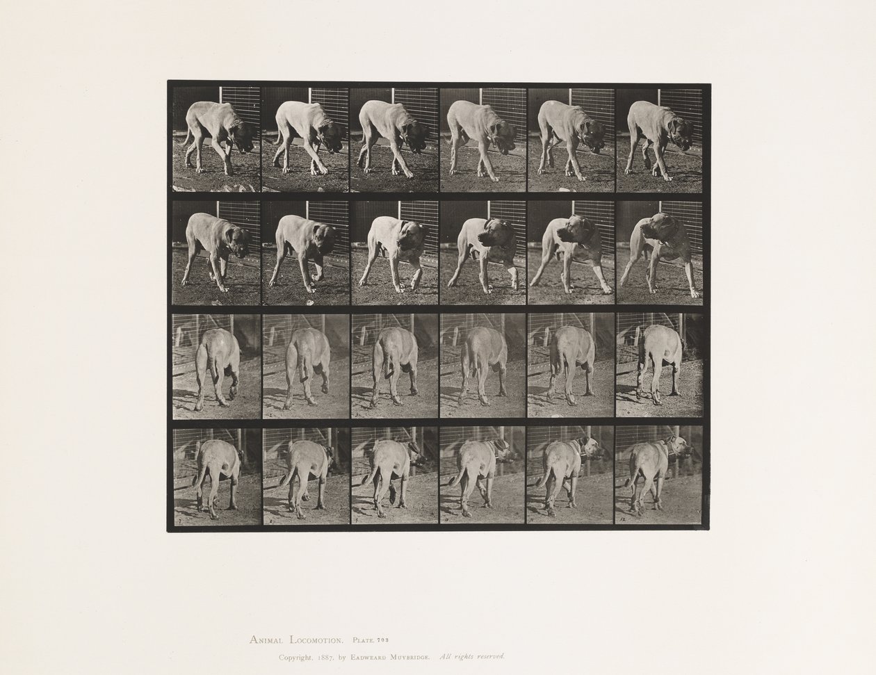 Plate 703. Dog; Walking; Interrupted Mastiff-Dread by Eadweard Muybridge