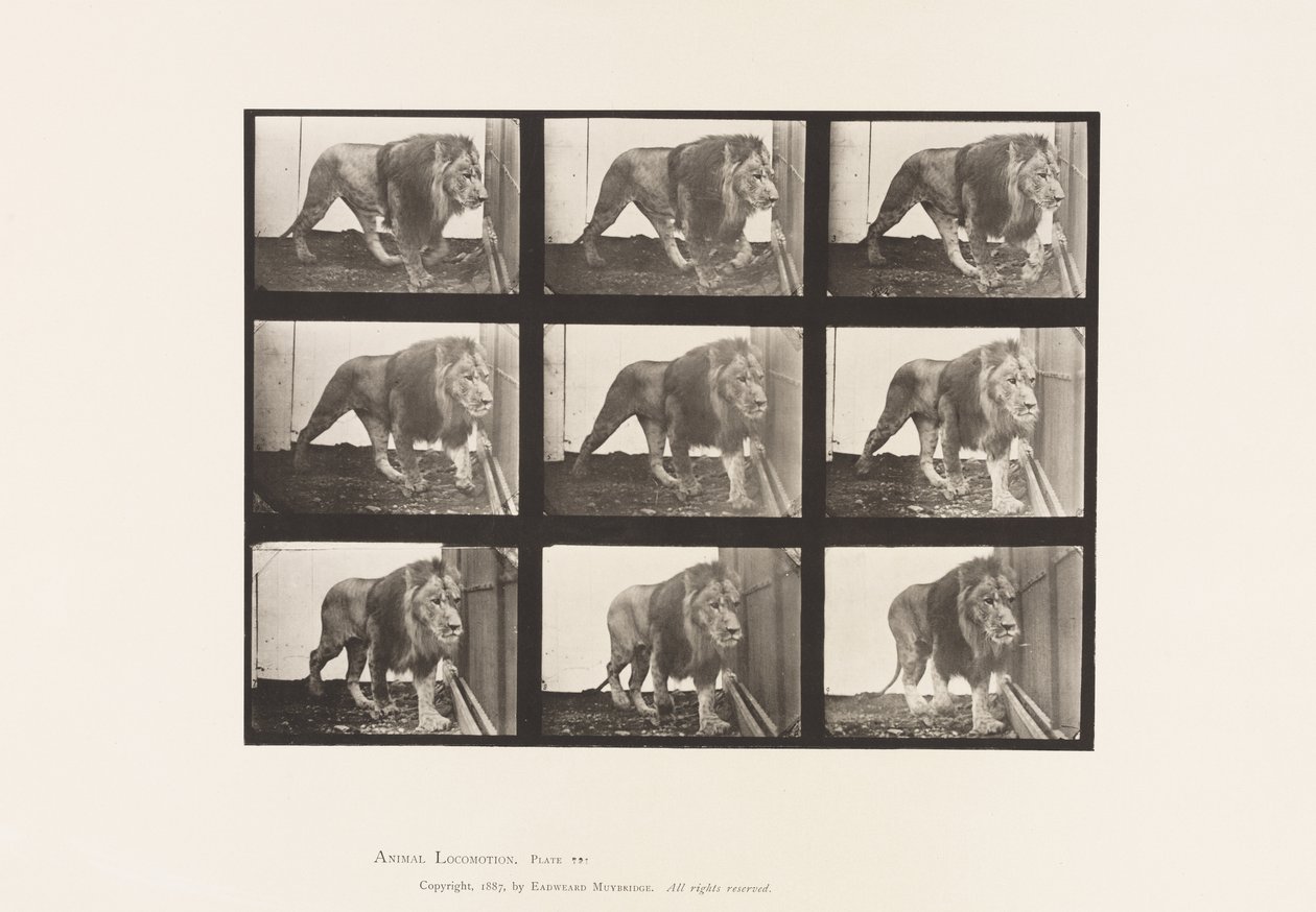 Lion; Walking by Eadweard Muybridge