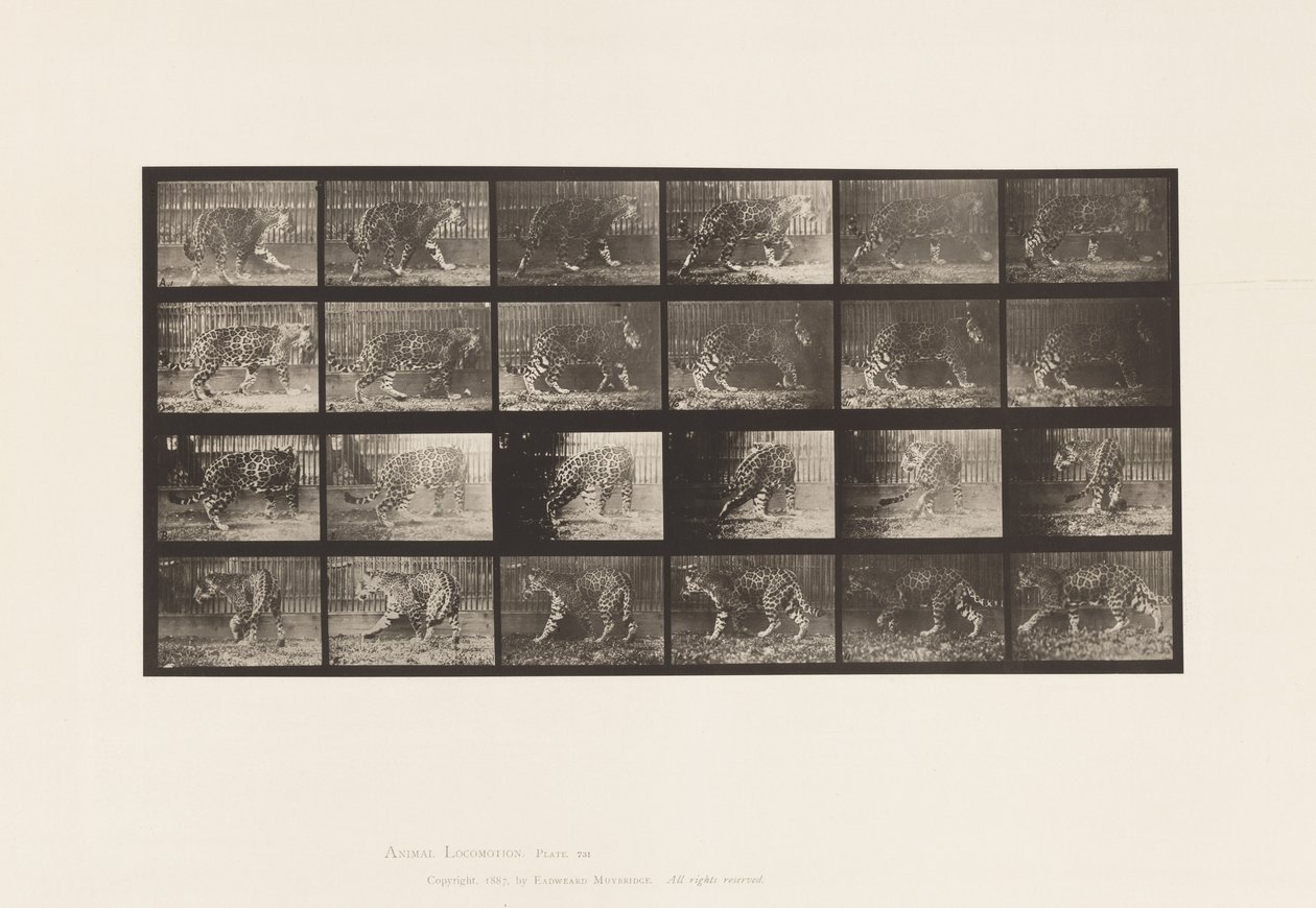 Jaquar; Walking; Turning Around by Eadweard Muybridge