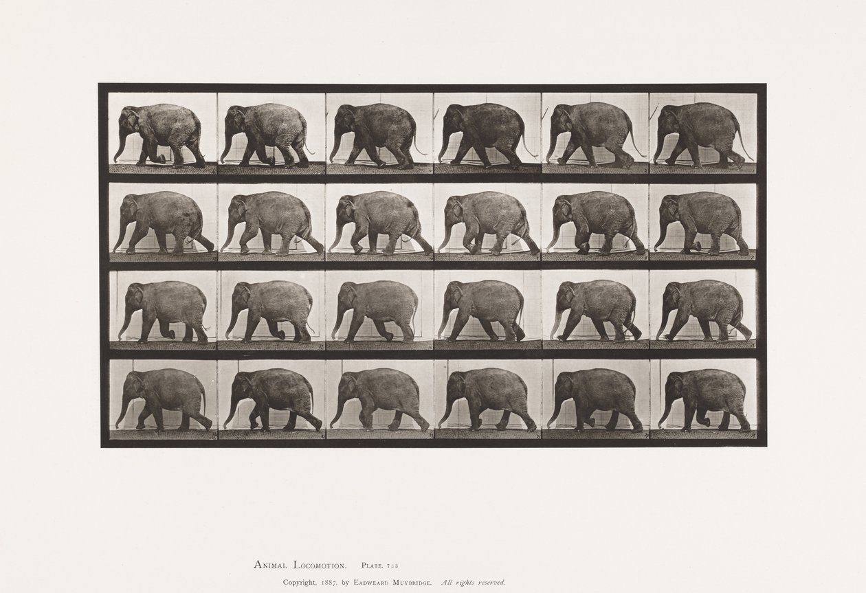 Plate 733. Elephant; Walking by Eadweard Muybridge