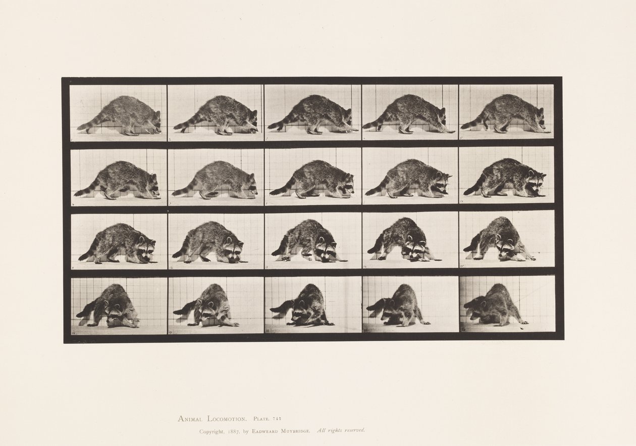 Plate 745. Raccoon; Walking; and Turning Around by Eadweard Muybridge